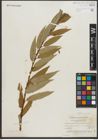 Foto von Salix rigida Muhl.